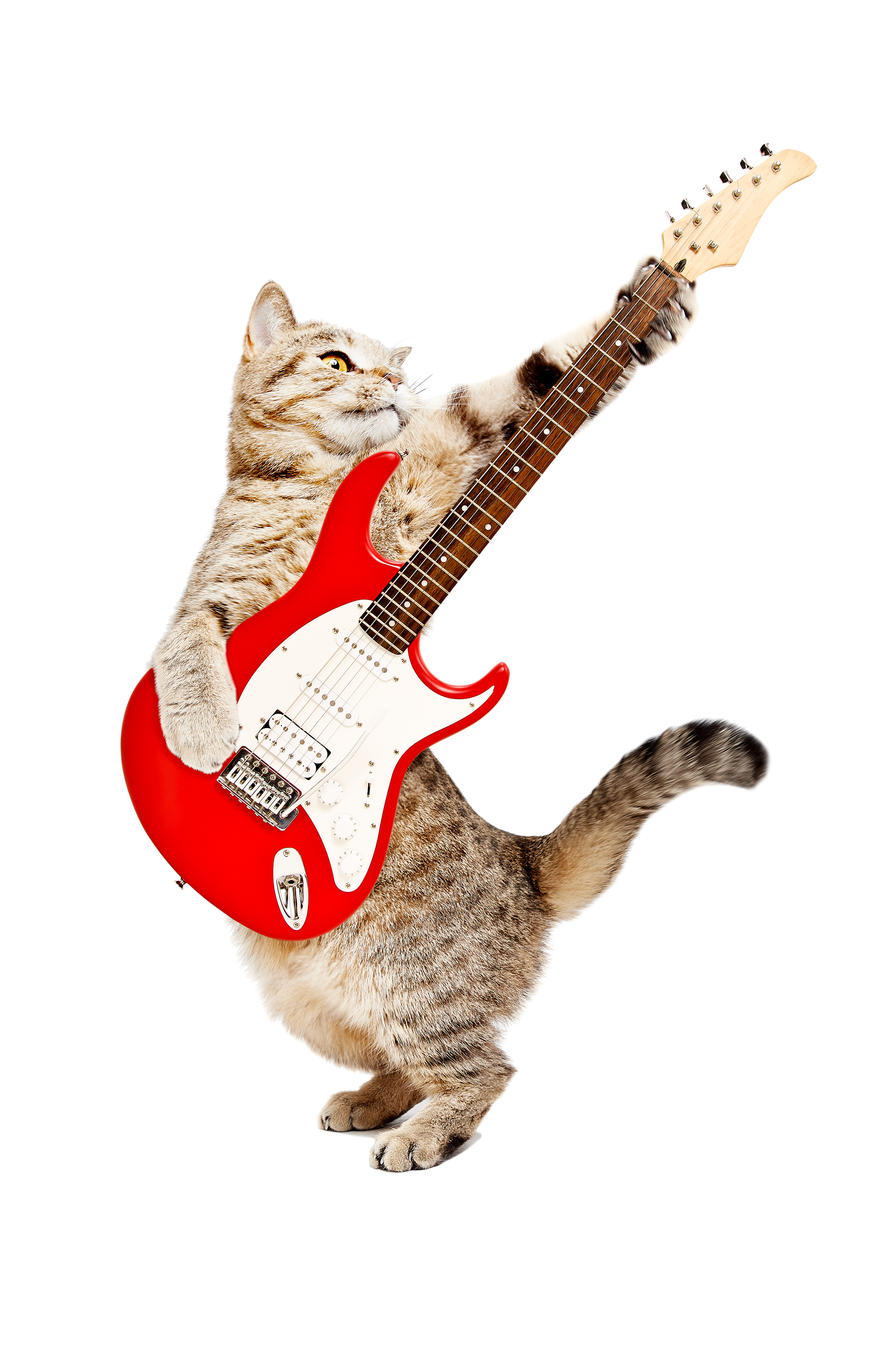Кот с рок гитарой